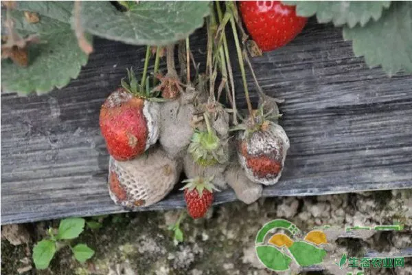 浅析大棚草莓灰霉病发病规律及防治措施