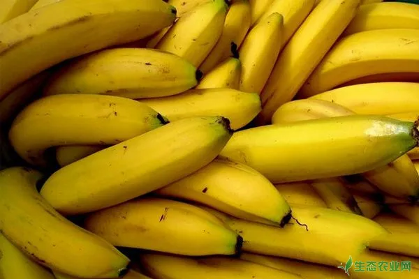 香蕉高产种植管理技术