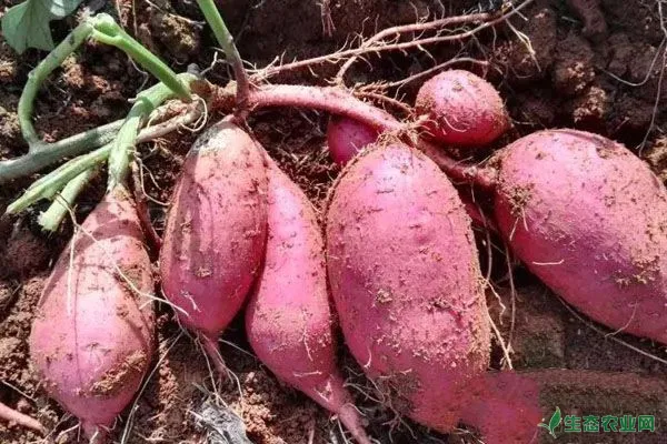 红薯种植雷区，这六个种植户要注意