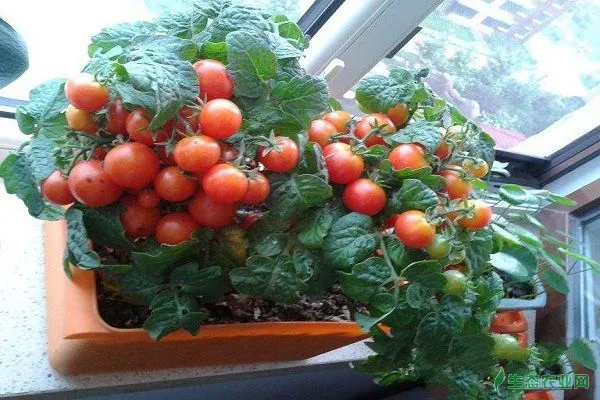 阳台盆栽小番茄，需要注意哪些技巧？