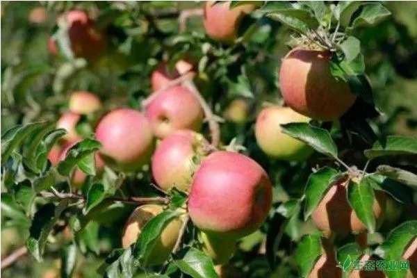 苹果大苗移栽方法及管理技术要点