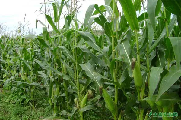 想要提高玉米产量，学会这三个种植小技巧就可以
