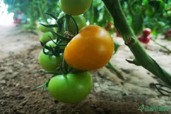冬季番茄着色不良要如何解决？
