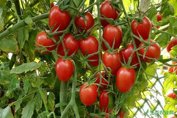 加工番茄怎么种？阿克苏加工番茄实用种植技术
