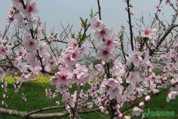 夏季桃树嫁接时间和方法