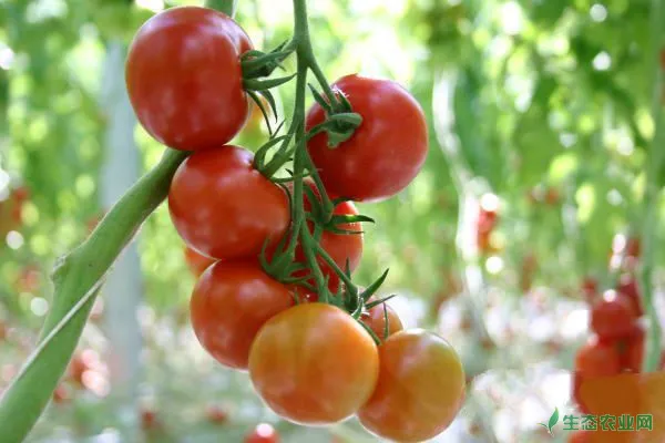 西红柿和黄瓜可以间套种植吗？蔬菜间套种植的注意要点