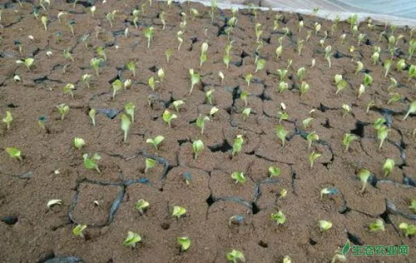 温室育苗冬茬西葫芦及防治褐腐病