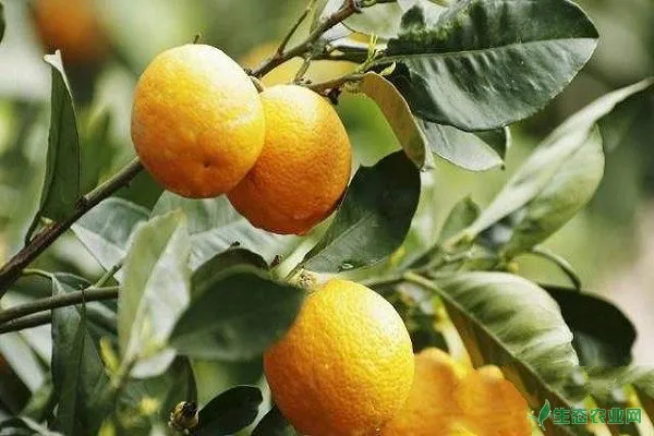 柑橘冬季落叶有哪些原因？如何进行护叶管理？