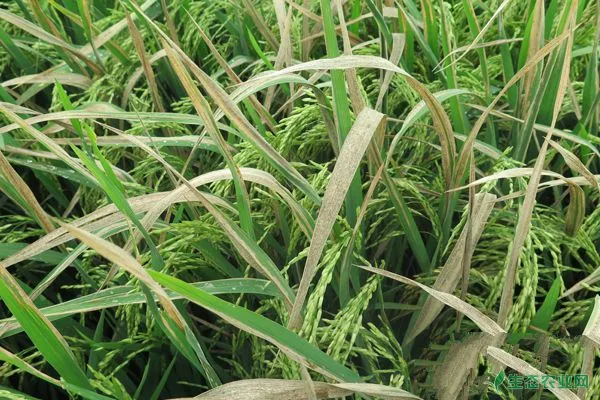 水稻赤枯病怎么防治？有什么症状？水稻赤枯病防治办法