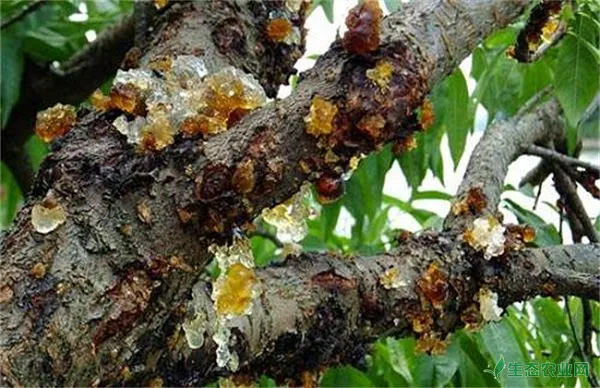 桃树常见病害症状及防治和治疗措施