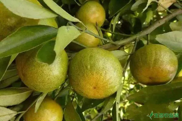 柑橘疫霉褐腐病的发病规律及全年防治方案