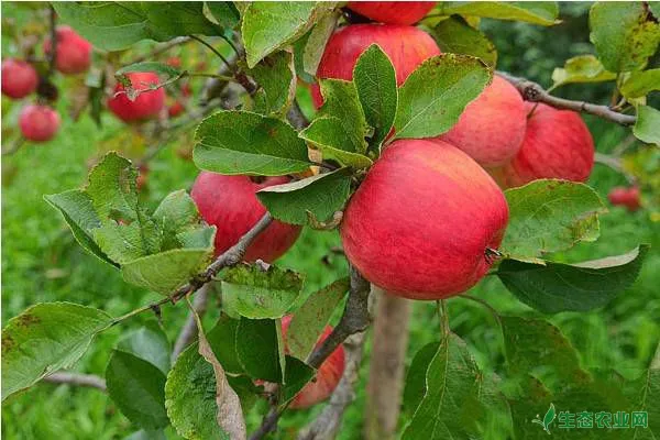 苹果树得了干腐病是什么原因？有什么防治措施呢？