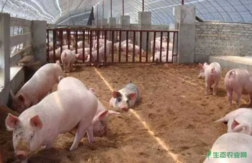 科学养猪技术——用大豆喂猪和豆饼喂猪的区别
