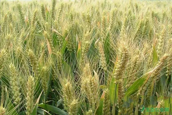 春季小麦的种植管理技术要点