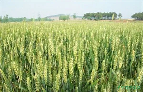 小麦栽培的小心事项