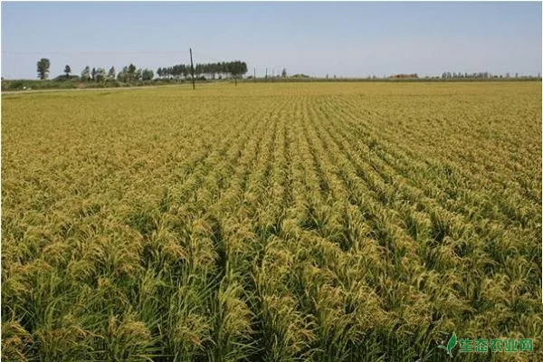 寒地水稻怎么育苗？寒地水稻育苗技术要点