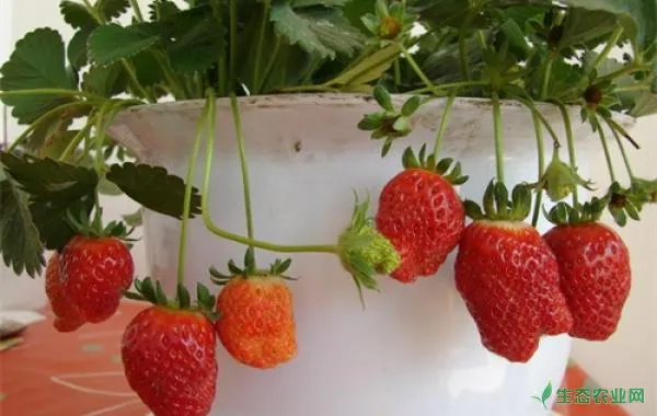 立体栽培草莓，这些模式你见过吗？