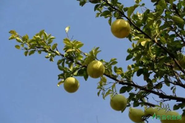 柚子怎么种？柚子树的高产栽培秘诀分享