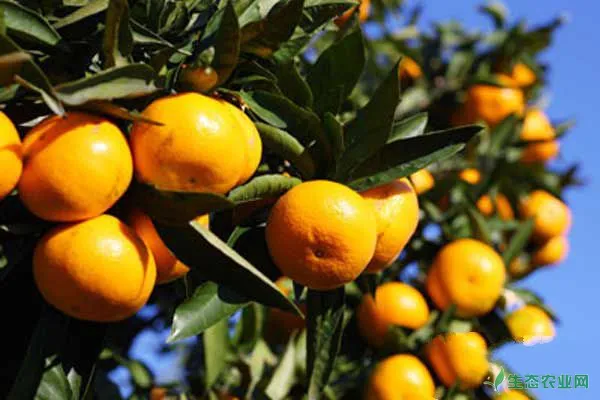 晚熟柑橘种植管理关键技术