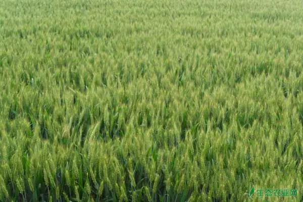 小麦全蚀病用什么药？小麦全蚀病的症状及防治措施