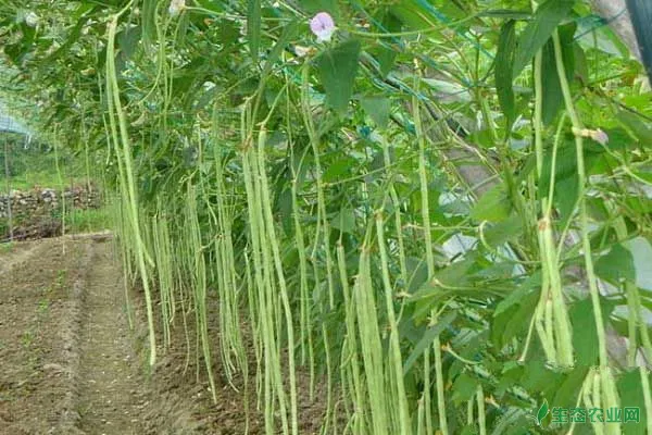 豇豆种植时间及方法技术