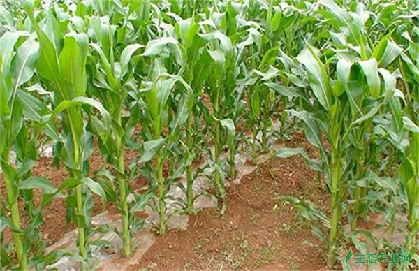 影响玉米产量的起因