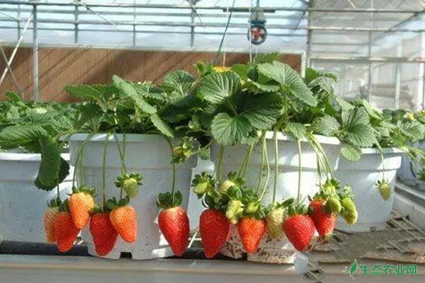 盆栽草莓怎么种？草莓盆栽种植技巧