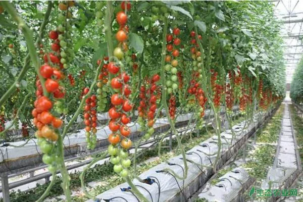 早春番茄的育苗方法及注意事项
