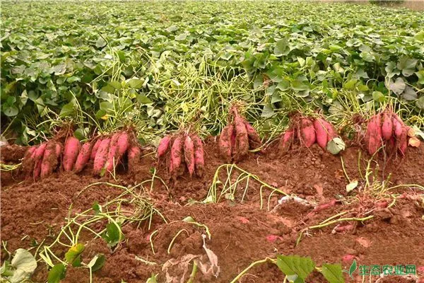 红薯高产种植技术