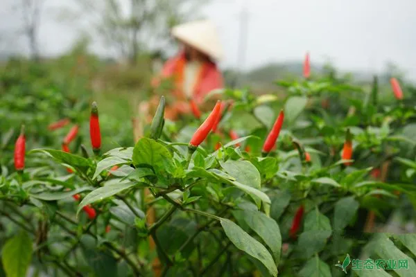 辣椒高产种植技术详解