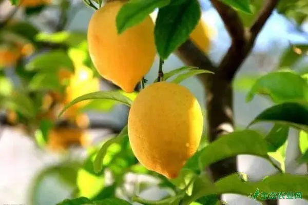 柠檬栽培技术大全