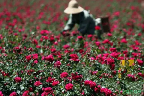 苦水玫瑰的不同树形修剪技术对鲜花产量的影响