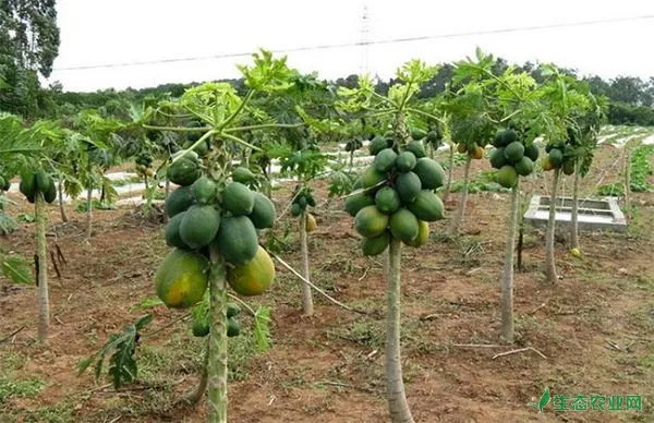 木瓜栽培技术及亩产