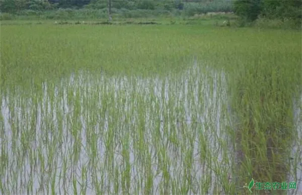 怎样缩短水稻缓慢期
