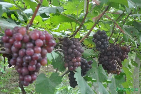 葡萄花序、果穗如何修整？南方葡萄高产种植技术