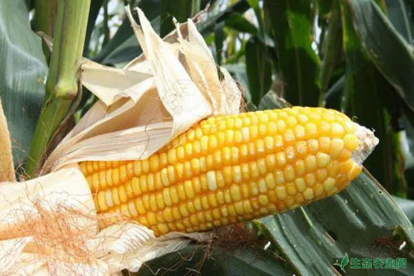 甜玉米种植要注意的问题