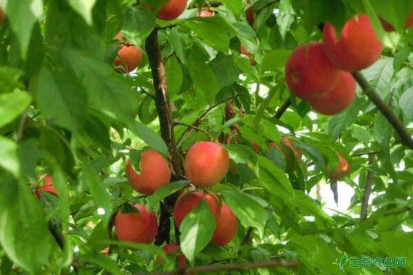 果树管理措施及栽培技术要点