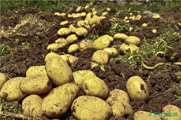 土豆平衡施肥技术