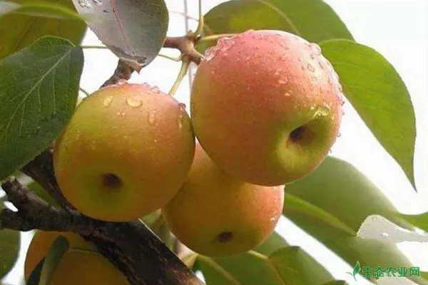 梨树想高产？施肥是关键梨树高产施肥时间及方法