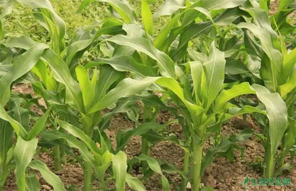 玉米施肥的办法与堤防事项