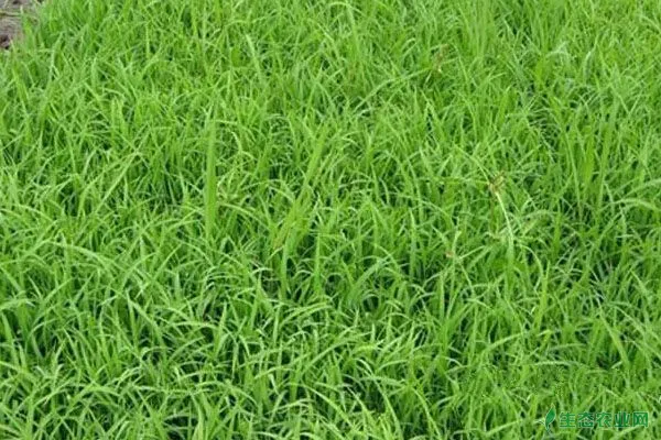水稻良种种了几年后为什么会出现植株不整齐的情况？