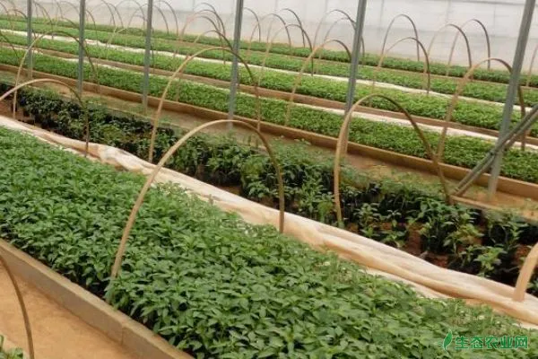 春季拱棚辣椒的种植技术与管理要点