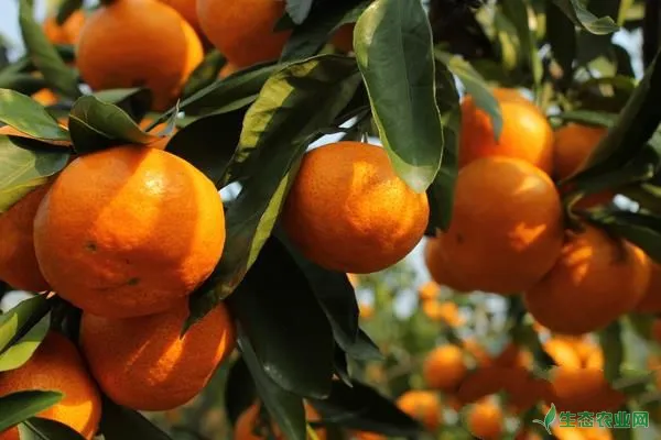 柑橘缺素的表现有哪些？如何补救？