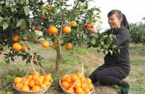 红美人柑橘栽培技术