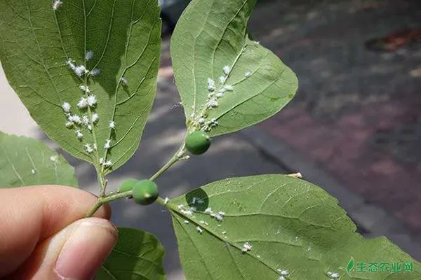 绵蚜对果树有什么危害？果树绵蚜防治方法
