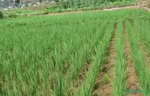 寒地水稻旱育​稀植技术