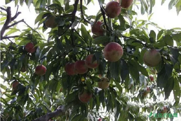 桃树优质高产栽培管理要点