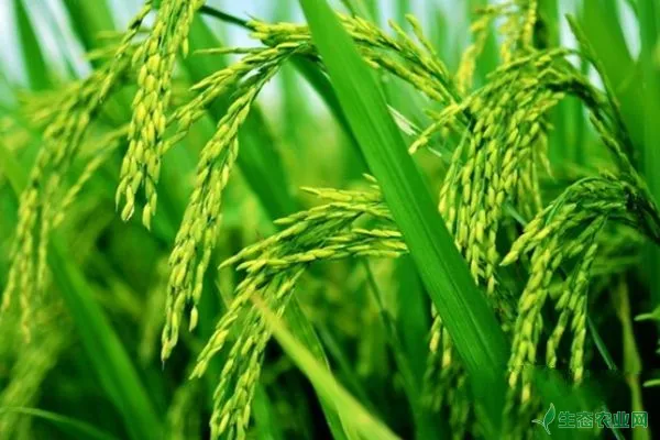 水稻中后期怎么管理？水稻中后期病虫害防治措施