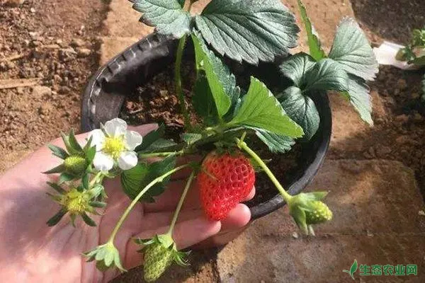 秋季草莓如何盆栽？秋季盆栽草莓的方法技巧