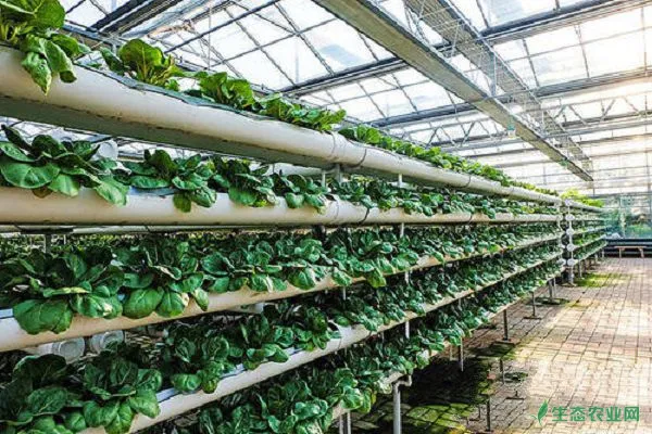 日光温室蔬菜看苗管理与无公害生产技术